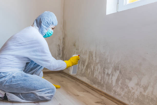 Licensed Mold Remediation service in Princeton, KY - WQB Mold Removal